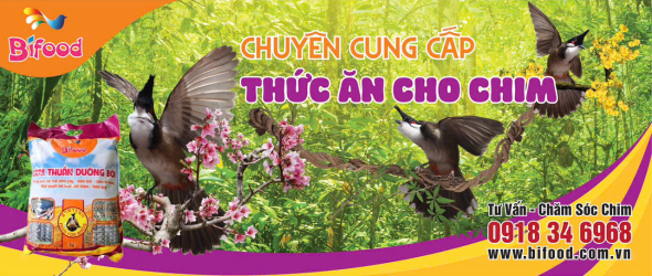 Thức Ăn Cho Chim